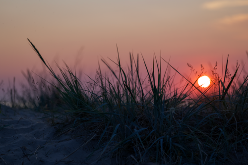 Free A breathtaking beach scene with silhouettes of tall grass against a vibrant sunset sky. Stock Photo