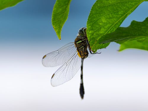 Kostnadsfri bild av blad, entomologi, insekt