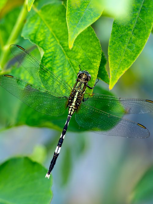 Dragonfly on Leaf