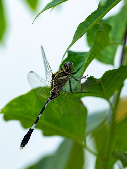 Kostnadsfri bild av blad, djurfotografi, flora