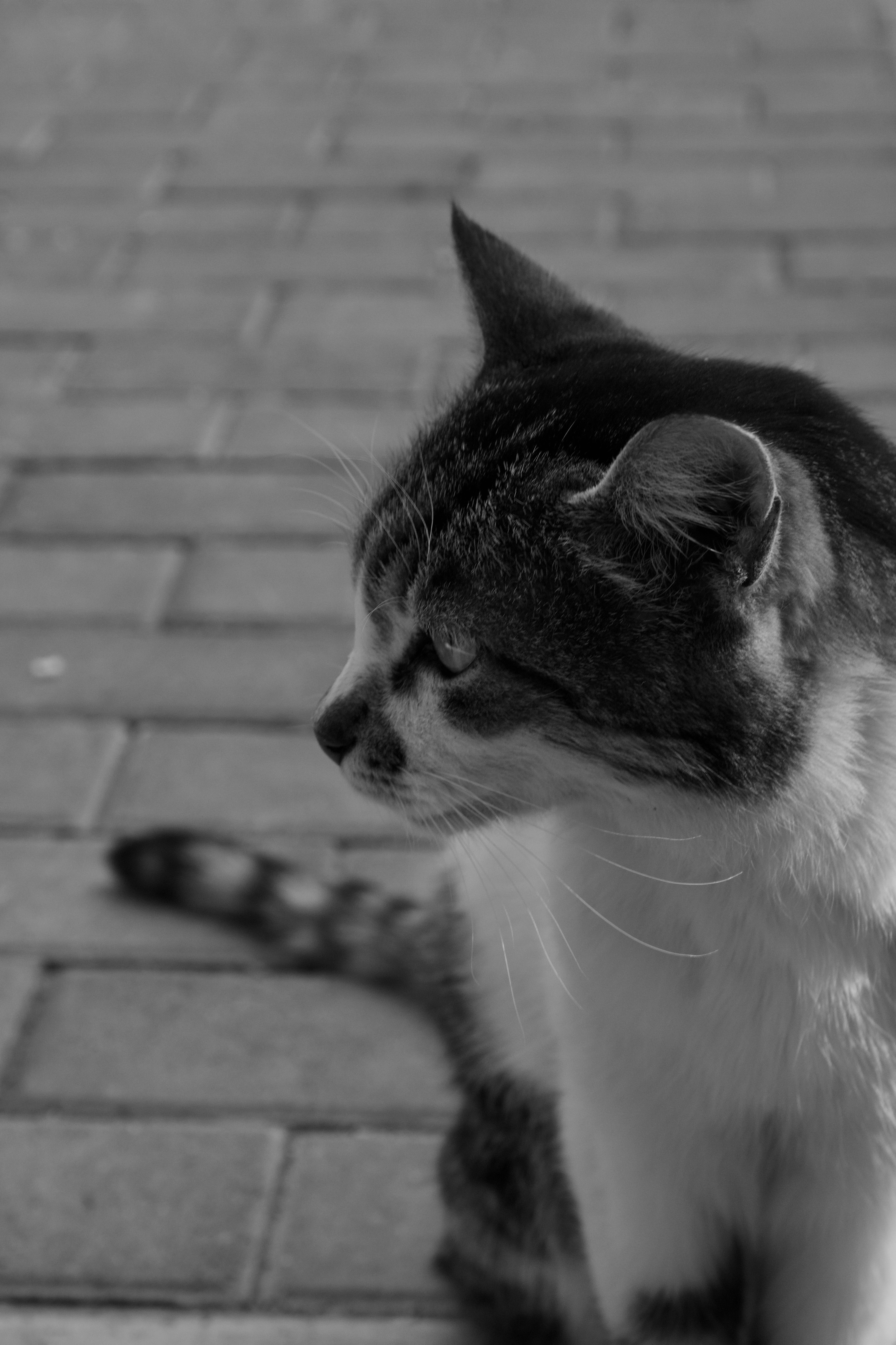 Black and White Portrait of Cat · Free Stock Photo