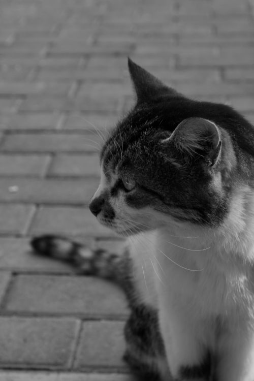 Free Black and white profile of a cat sitting on a paved surface in Türkiye. Stock Photo