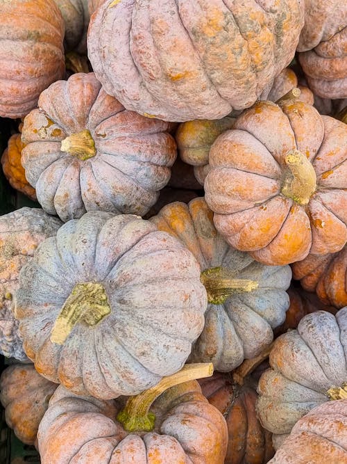 Close up of Pumpkins