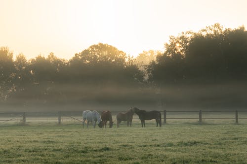 Four Horses in morning Fog on green Meadow