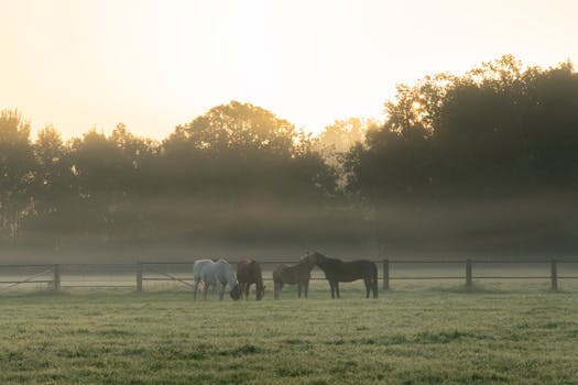 Four horses graze peacefully in a misty field at sunrise, with a serene countryside backdrop.