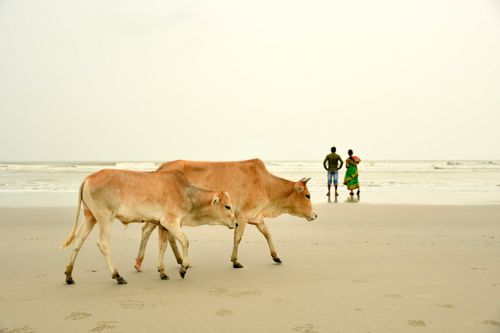 Free A peaceful scene of cows strolling on the beach with two people standing by the shoreline. Stock Photo