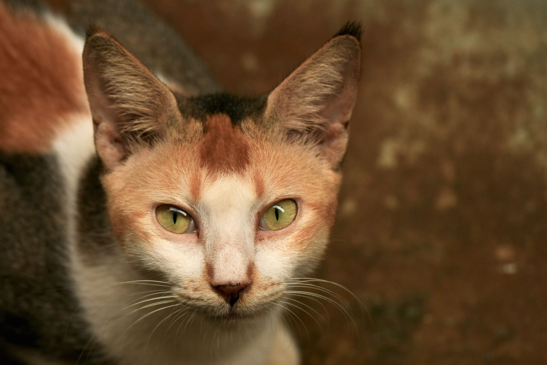 Veterinarian examining a cat during a checkup