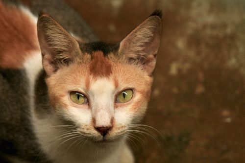 Free A detailed close-up of a calico cat looking up with vibrant green eyes. Stock Photo