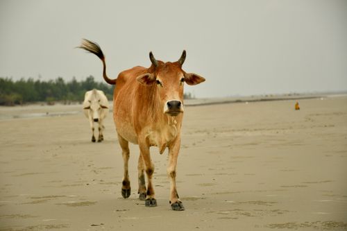 Free A brown cow walking on a tranquil sandy beach with trees in the background. Stock Photo
