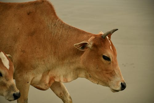 Imagine de stoc gratuită din animale domestice, bovine, cap