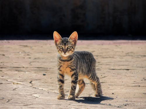 Kitten on Pavement