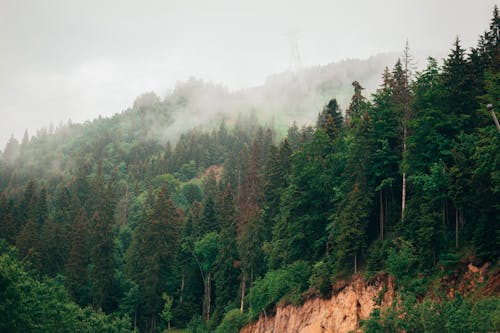 Photos gratuites de arbres, brouillard, brume