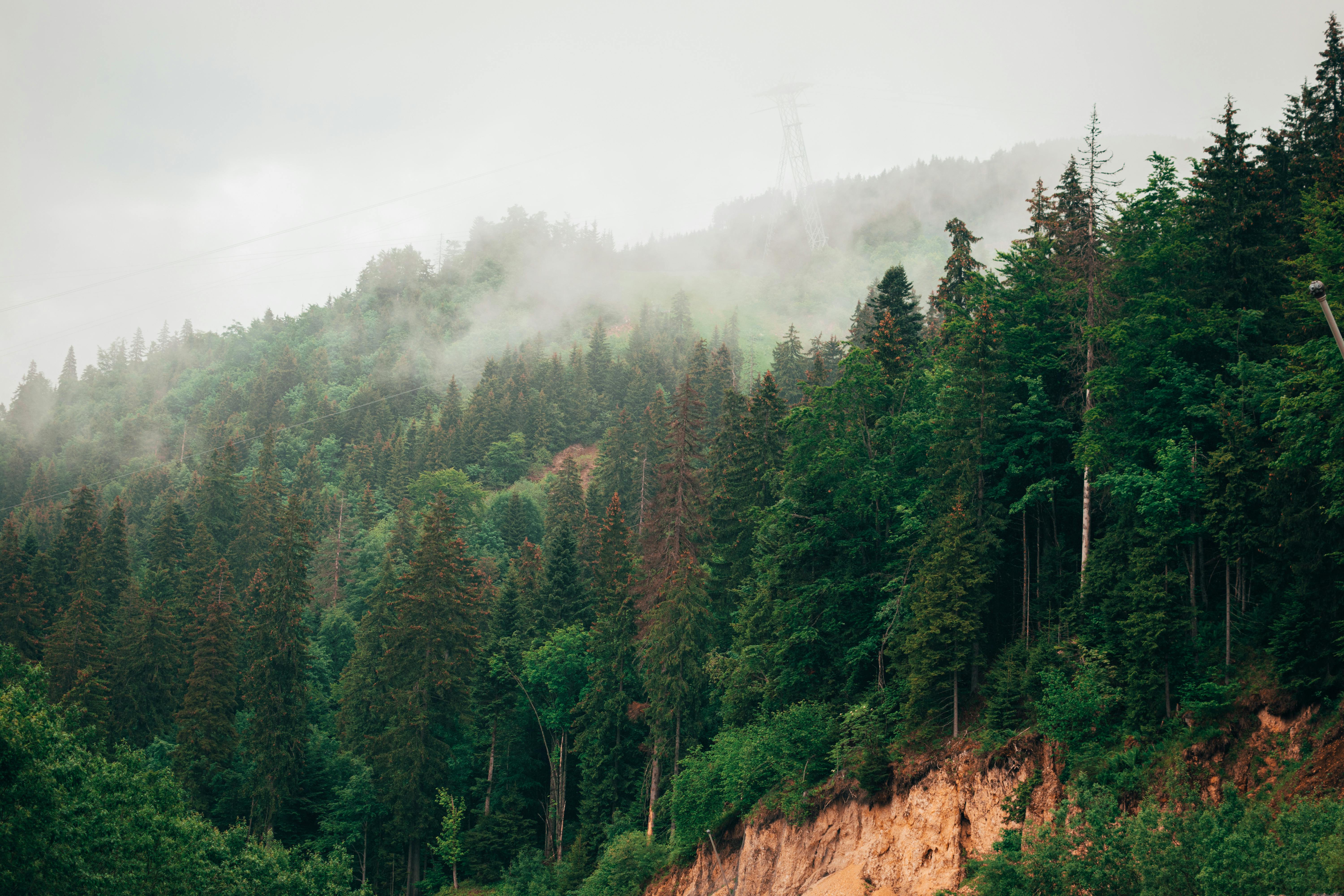 Fog over Green Forest · Free Stock Photo, image size:1125x750
