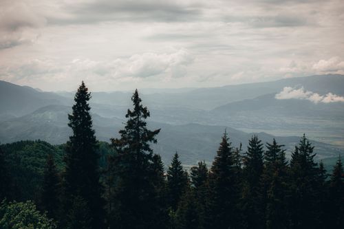 Free Serene view of evergreen forest with distant mountain range under cloudy sky. Stock Photo
