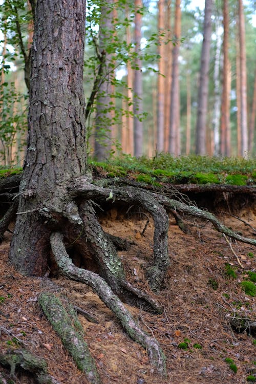 Closeup of a Tree Trunk with Roots, in a Forest