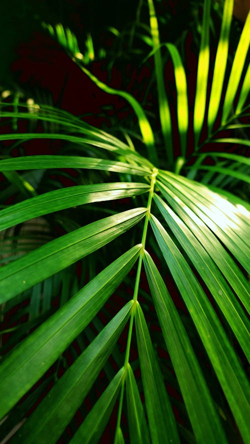 Closeup of a Green Leaf 