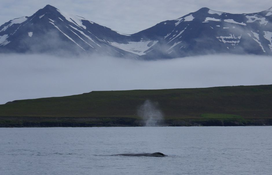 Majestic whale breaching with snow-capped mountains in Akureyri, Iceland.