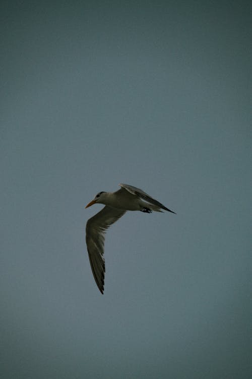 Vignette Photo of a Seagull Flying in the Sky