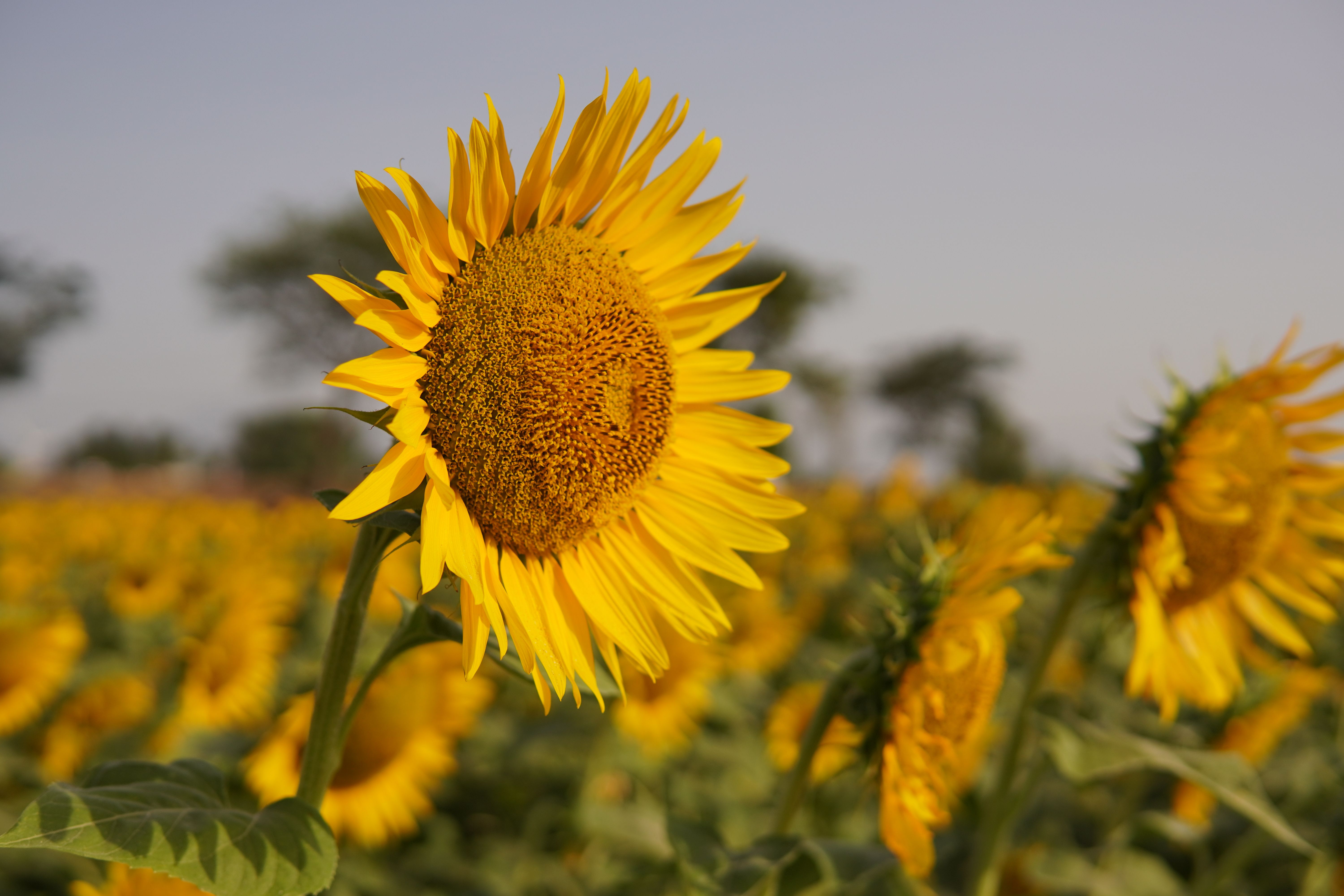 Sunflower Farming in Kenya: Complete Guide for First-Time Farmers