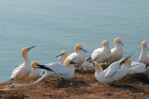 A Flock of Northern Gannets on the Shore 