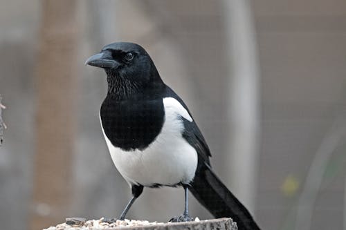 Close-up of a Magpie Sitting on a Tree