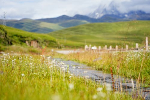 Stream in a Meadow in Green Valley