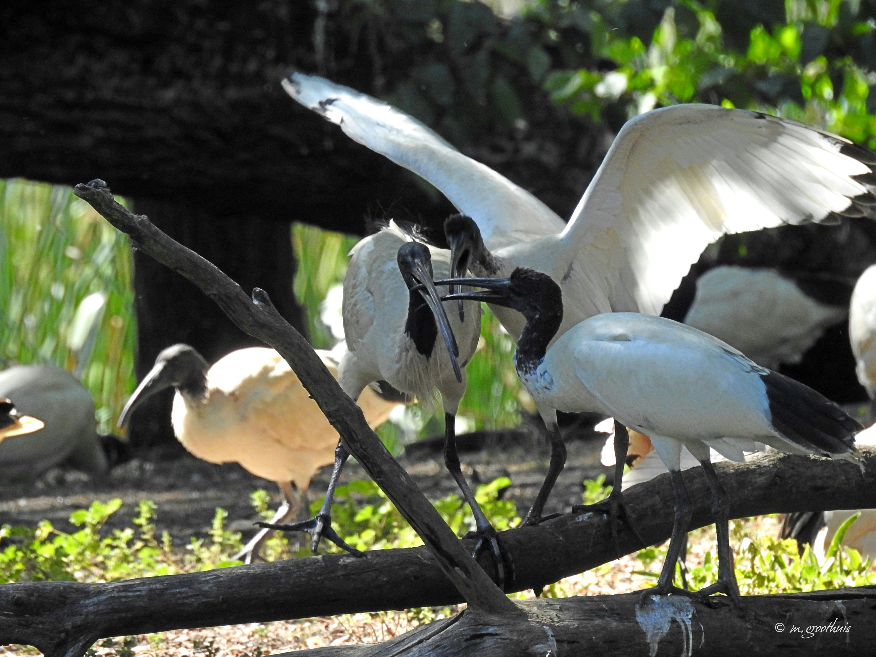 イビス オーストラリア 在来の鳥の無料の写真素材