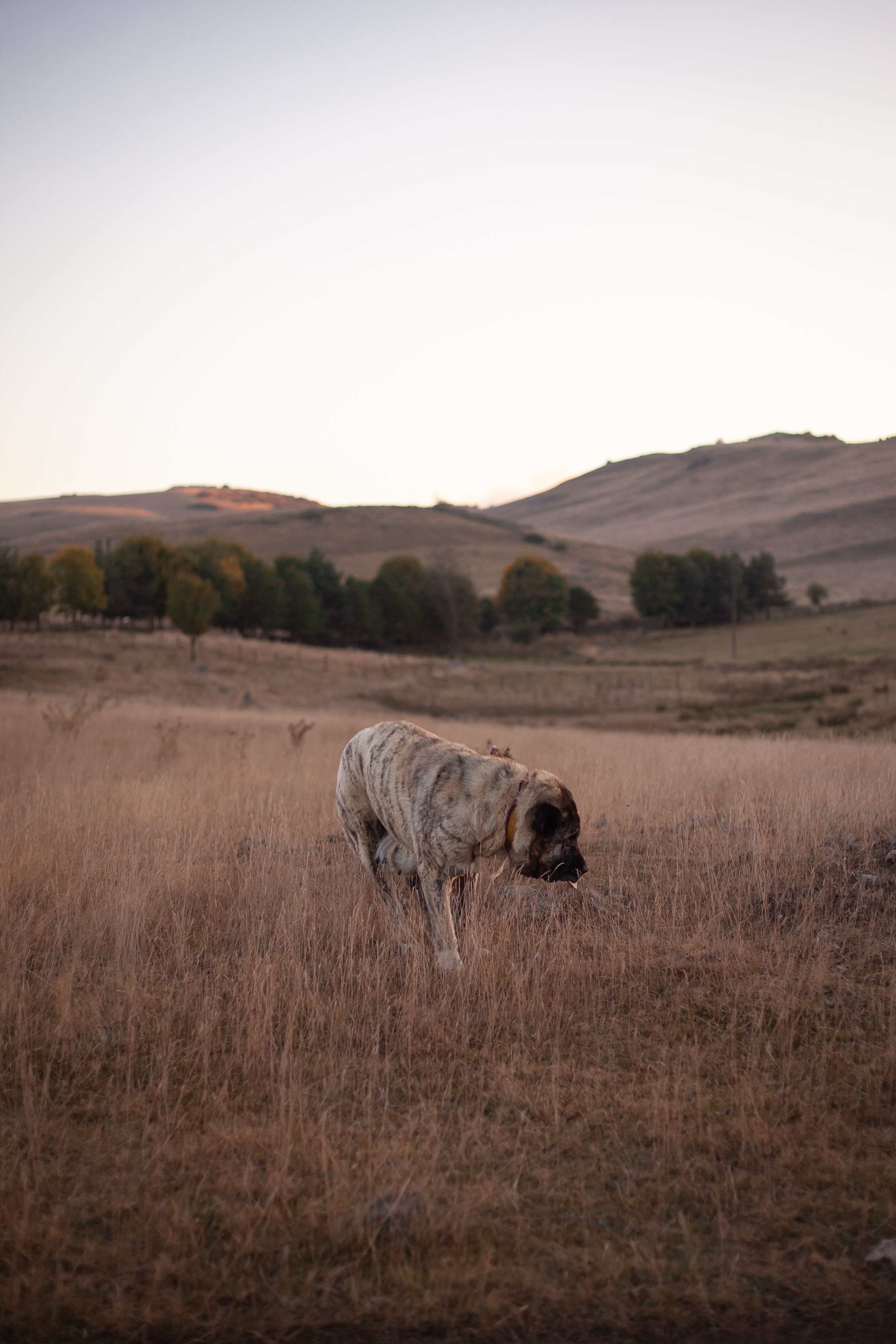 Adult English Mastiff standing in an open field, photo on Pexels