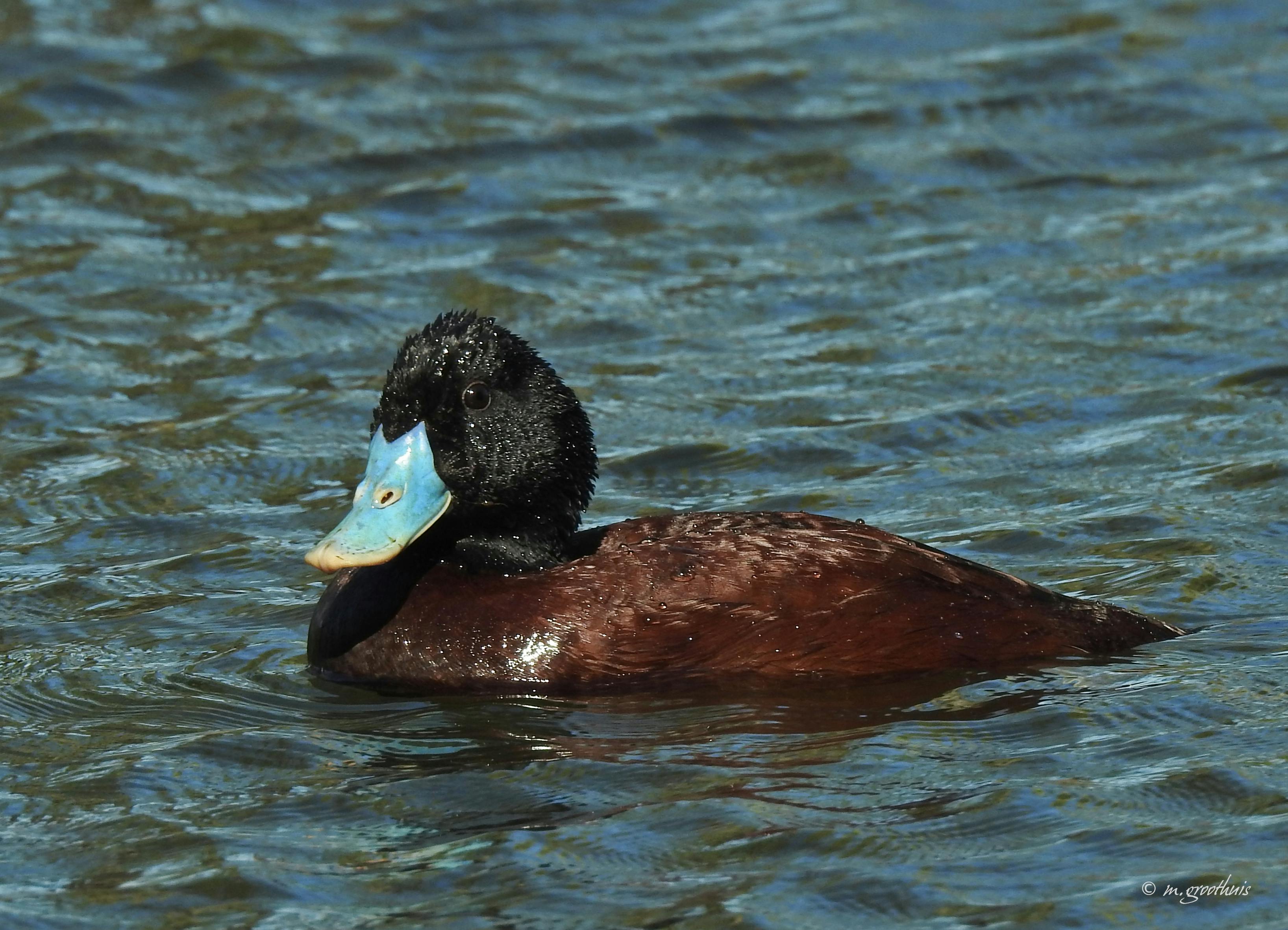 Musta Ebony lesbot kuvia