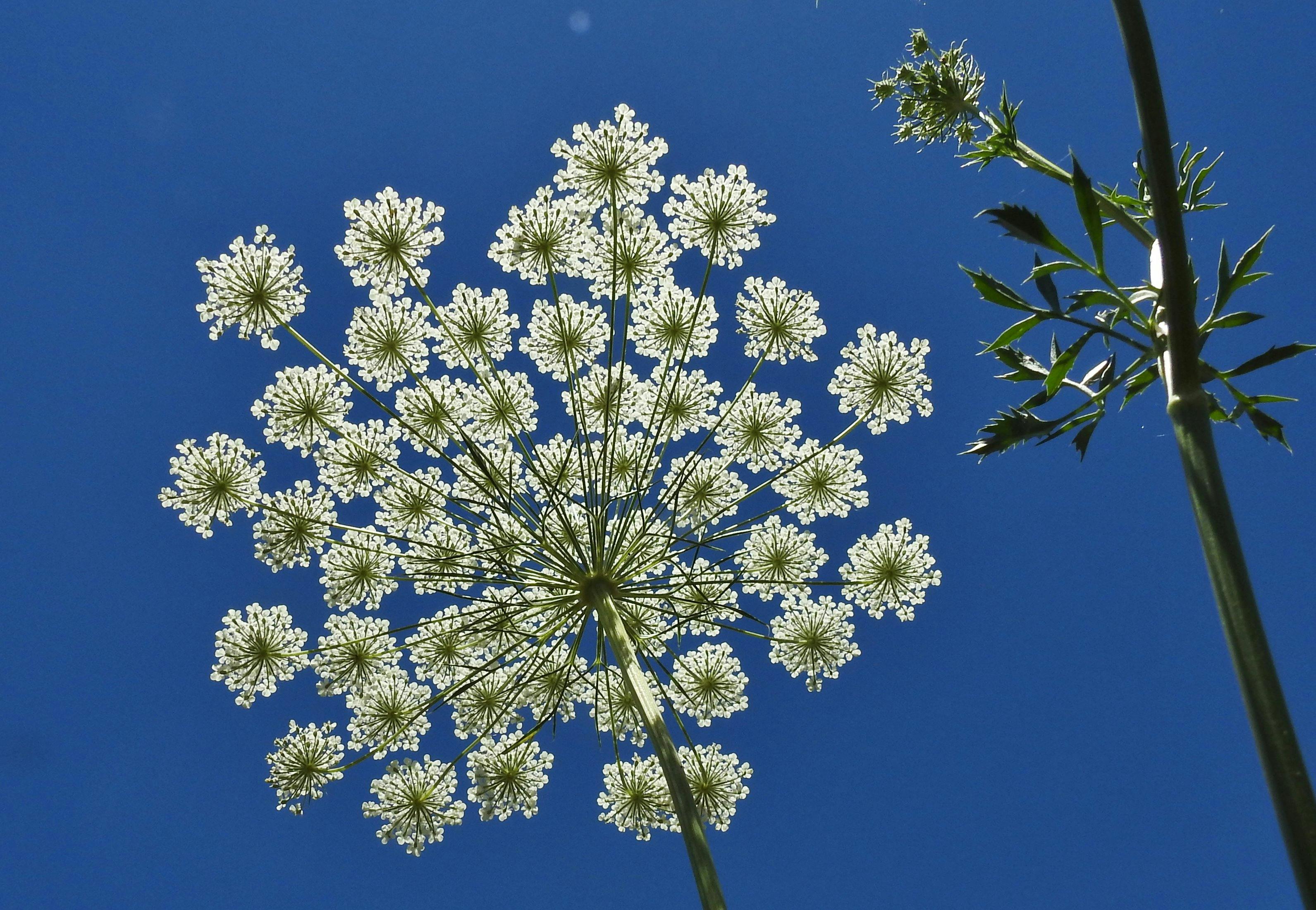 有关牛欧芹 花的免费素材图片