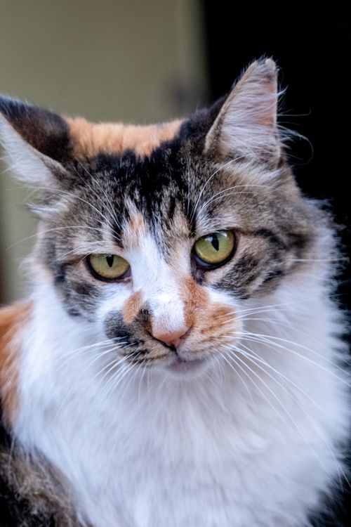 Free Charming close-up portrait of a calico cat with vibrant fur and piercing eyes. Stock Photo
