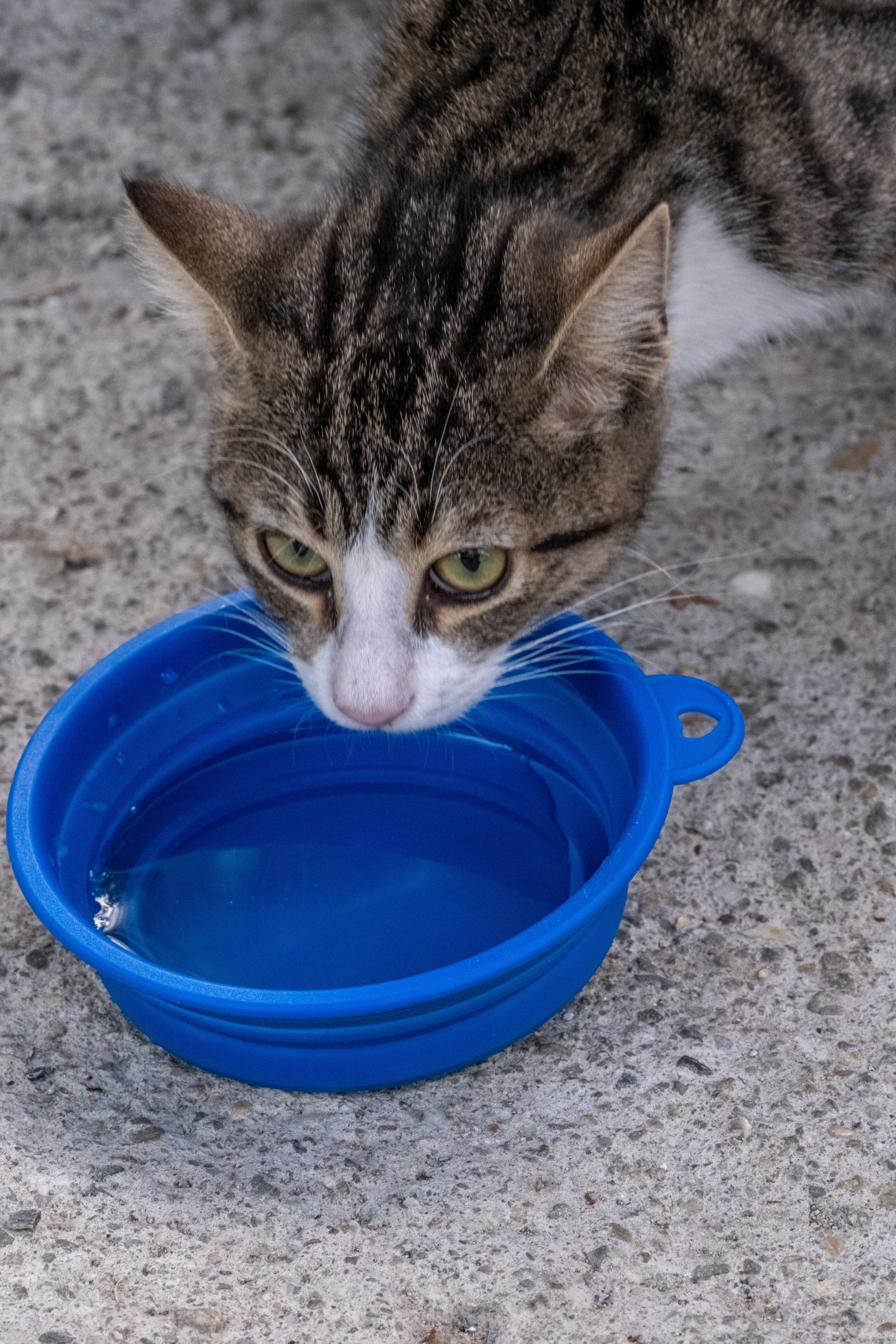 tabby kitten drinking from blue water bowl