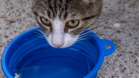Mi gato bebe mucha agua: cuánto es normal, causas y cuándo preocuparse