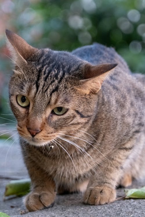 Foto profissional grátis de animal, cabeça, fotografia animal