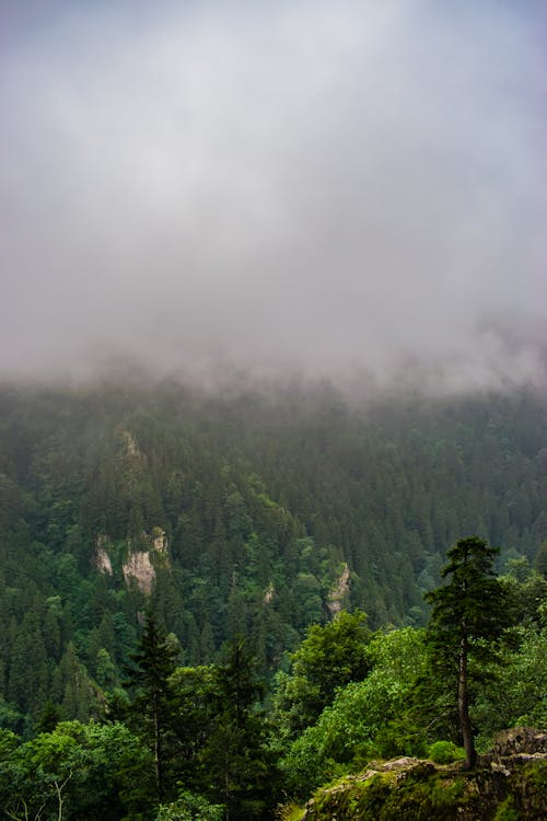 Aerial View of Mountains Covered in Trees 