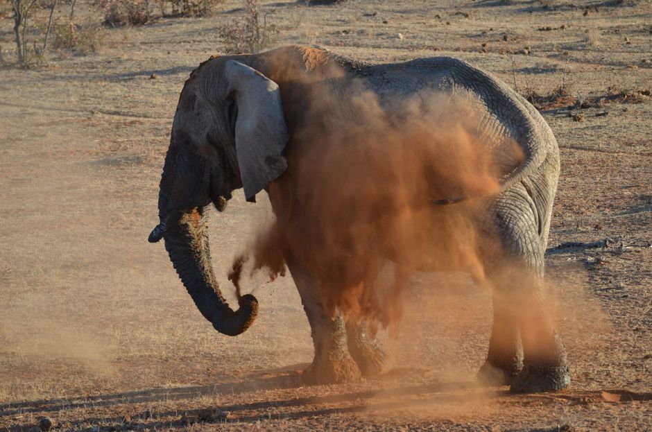 An elephant taking a dust bath in the sunny, dry savanna, showcasing unique wildlife behavior.