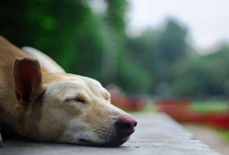 Cute Dog Sleeping On Floor