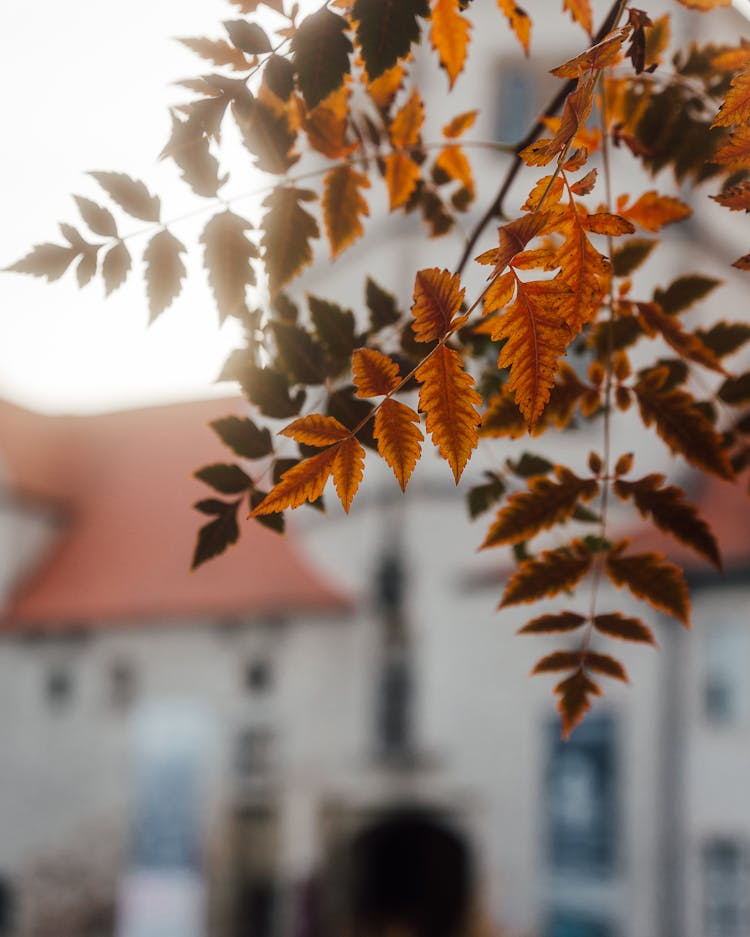 Leaves On A Tree In Front Of A Building