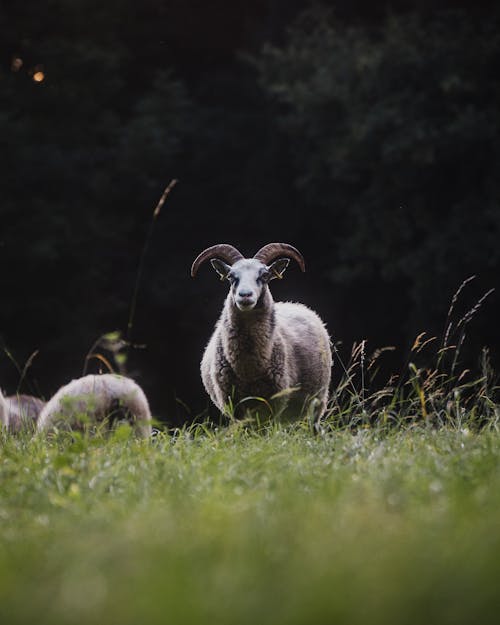 Foto d'estoc gratuïta de ariet, bestiar, fotografia d'animals