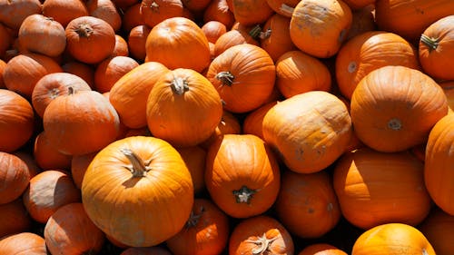 Abundance of Orange Pumpkins 