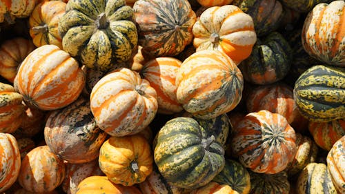 Abundance of Colorful Pumpkins 