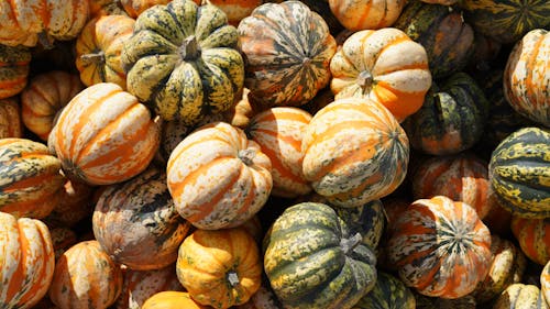 Abundance of Colorful Pumpkins