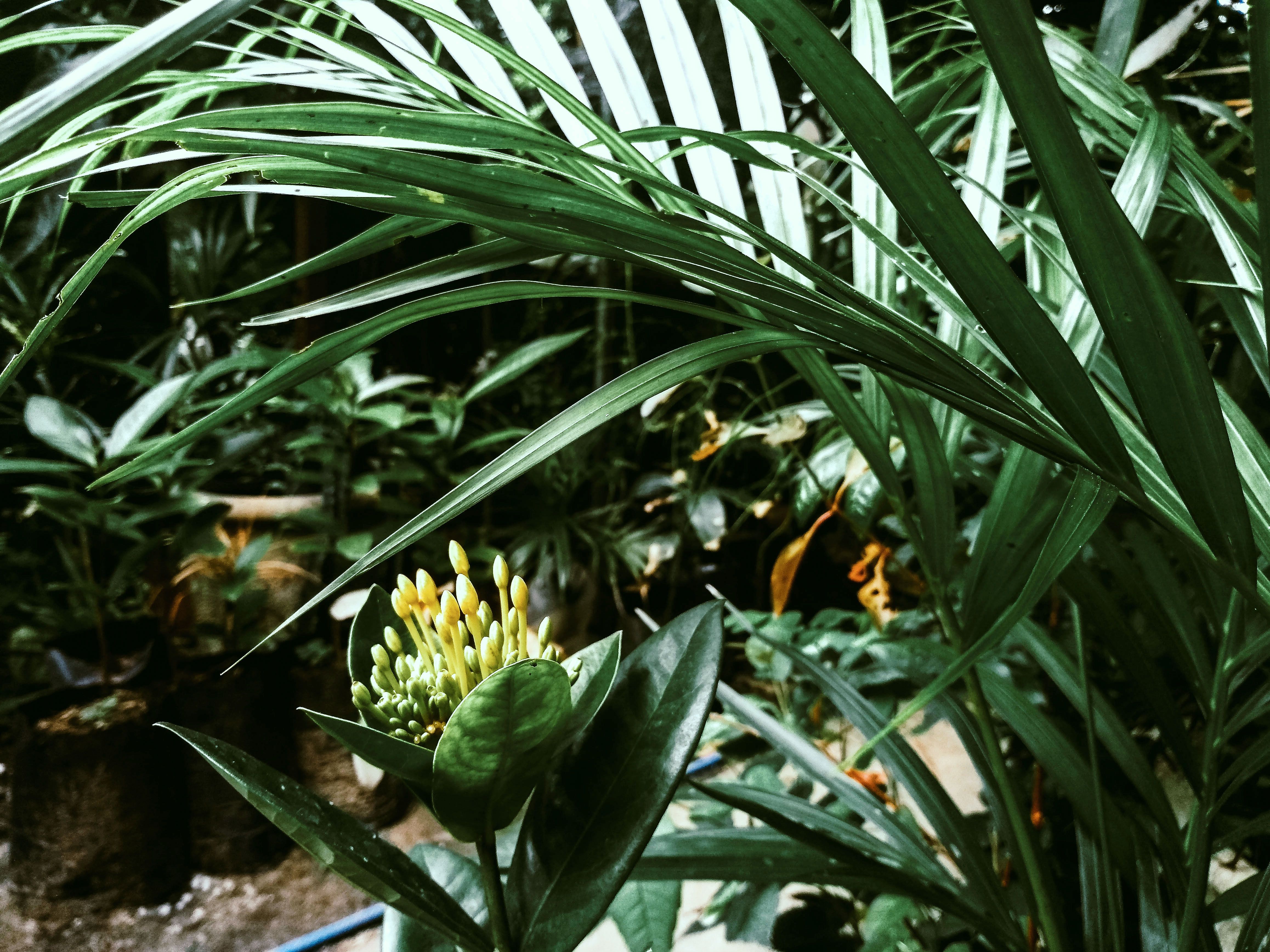 Foto Stok Gratis Tentang Amarelo Planta Verde