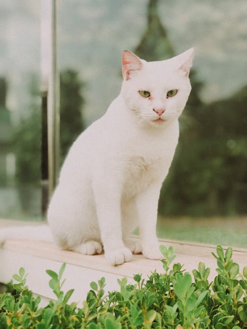 A White Cat Sitting by a Window 