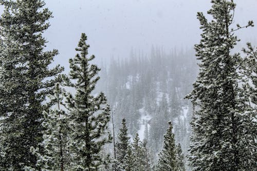 Безкоштовне стокове фото на тему «вічнозелений, дерева, зима»