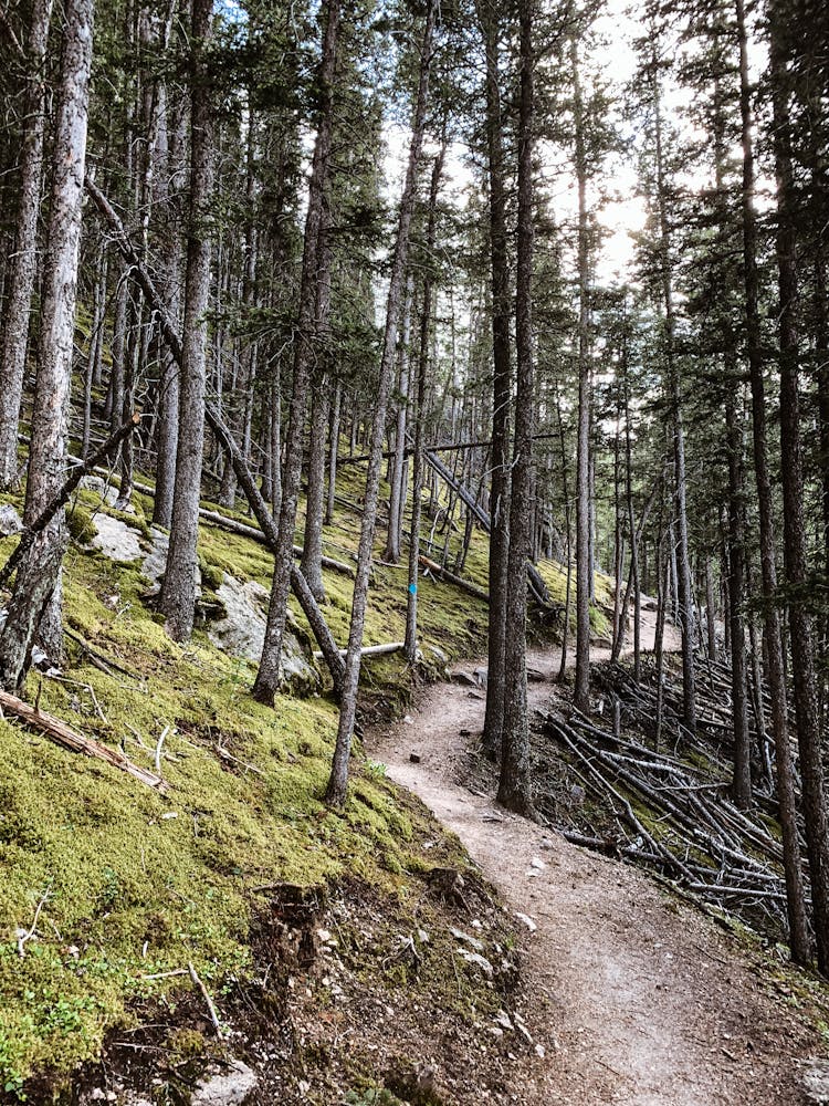 Path In The Forest