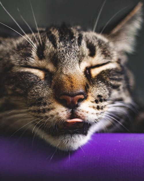 Free Close-up Photography of Brown Tabby Cat Stock Photo