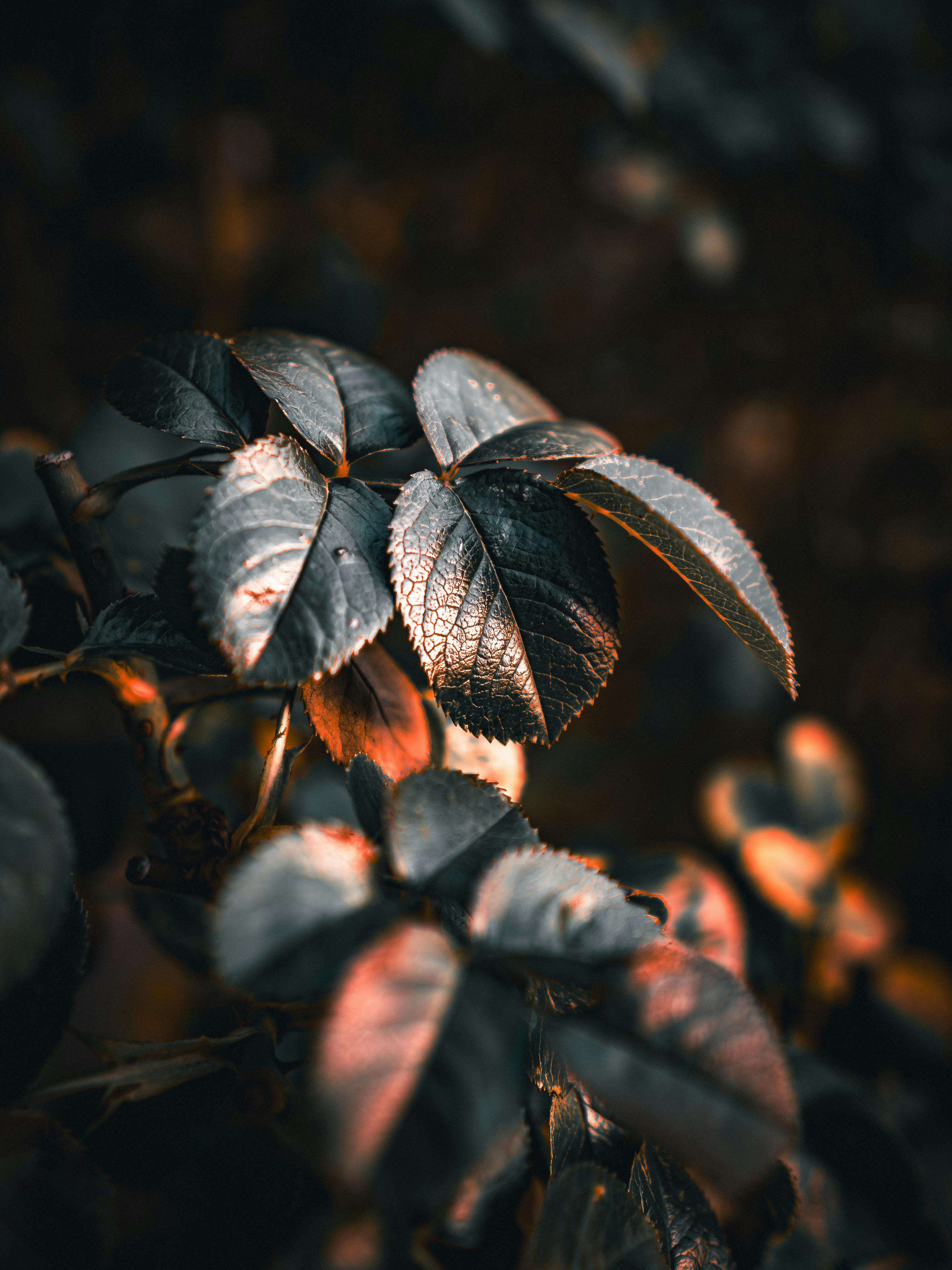 Warm-toned close-up of sunlit leaves in autumn, capturing seasonal beauty.