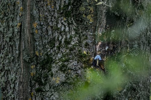 A person is standing in the middle of a tree