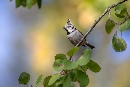 Безкоштовне стокове фото на тему «@outdoor, ave, lophophanes cristatus»